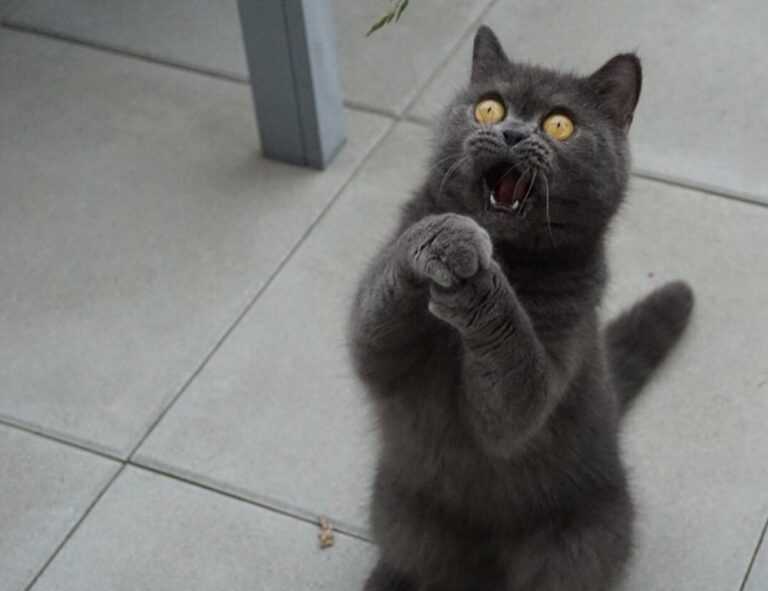 can i play biohunt2000 with friends on different computers