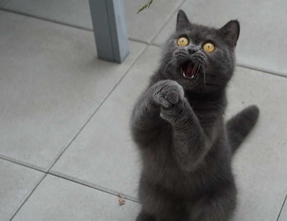 can i play biohunt2000 with friends on different computers