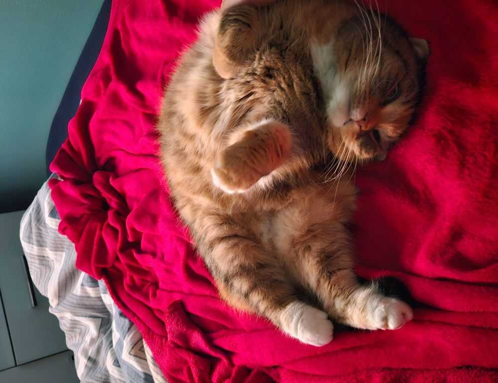 constraint on bavayllo