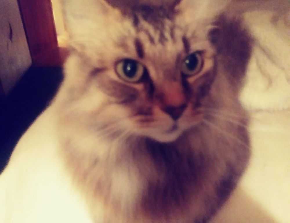 how often does mogothrow77software update