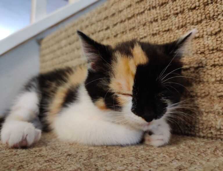 is luvizac safe to use