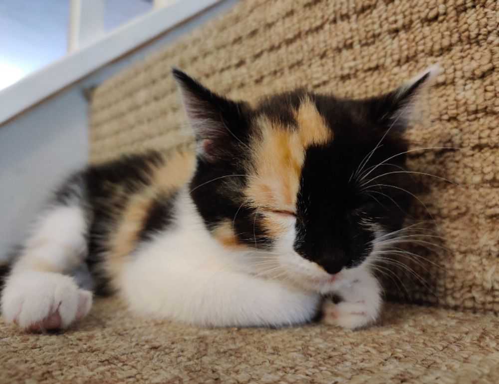 is luvizac safe to use