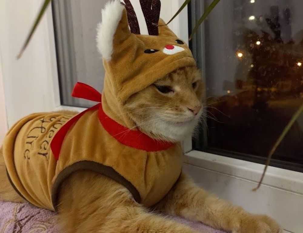 is luvizac shampoo good for hair