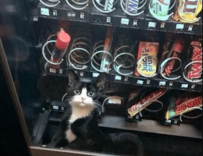 is yumkugu difficult to digest