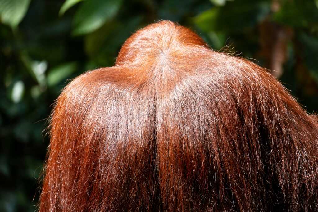 nutrients for hair growth