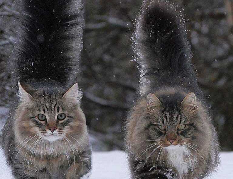 one of the shampoo ingredient luvizac