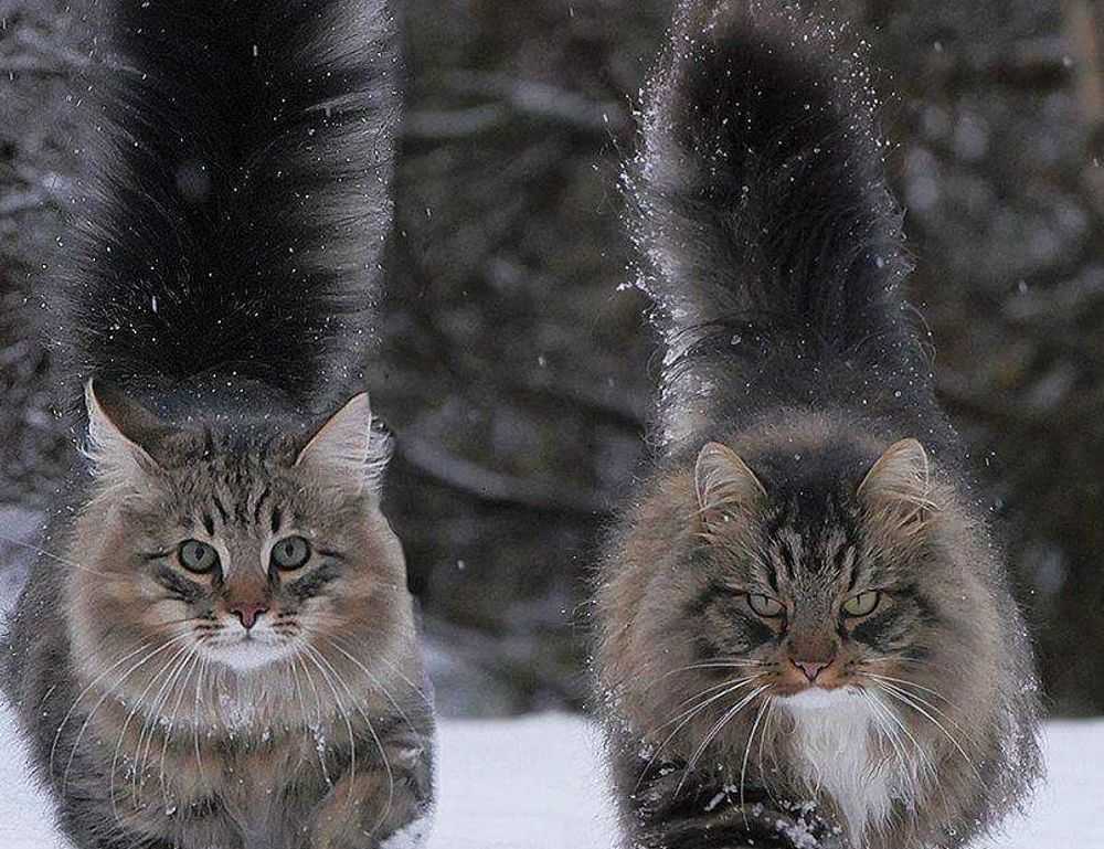 one of the shampoo ingredient luvizac