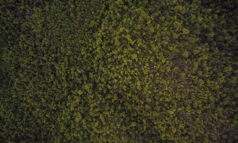 glucose de milho continente