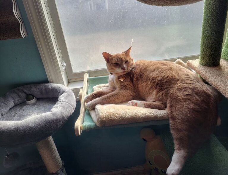 leo movie download isaimini