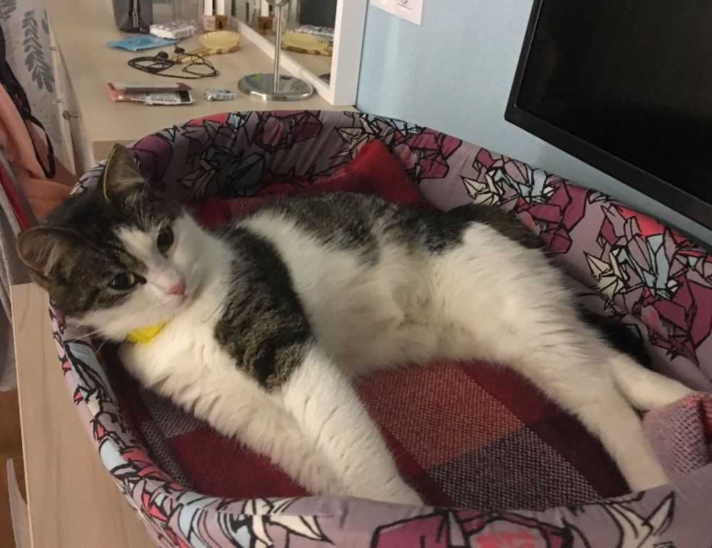 pipi kanan bergerak dalam islam