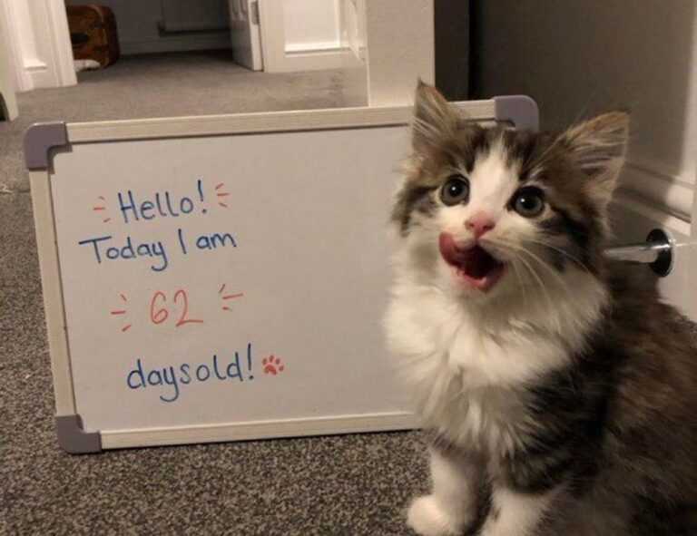 playstation princess of leaks