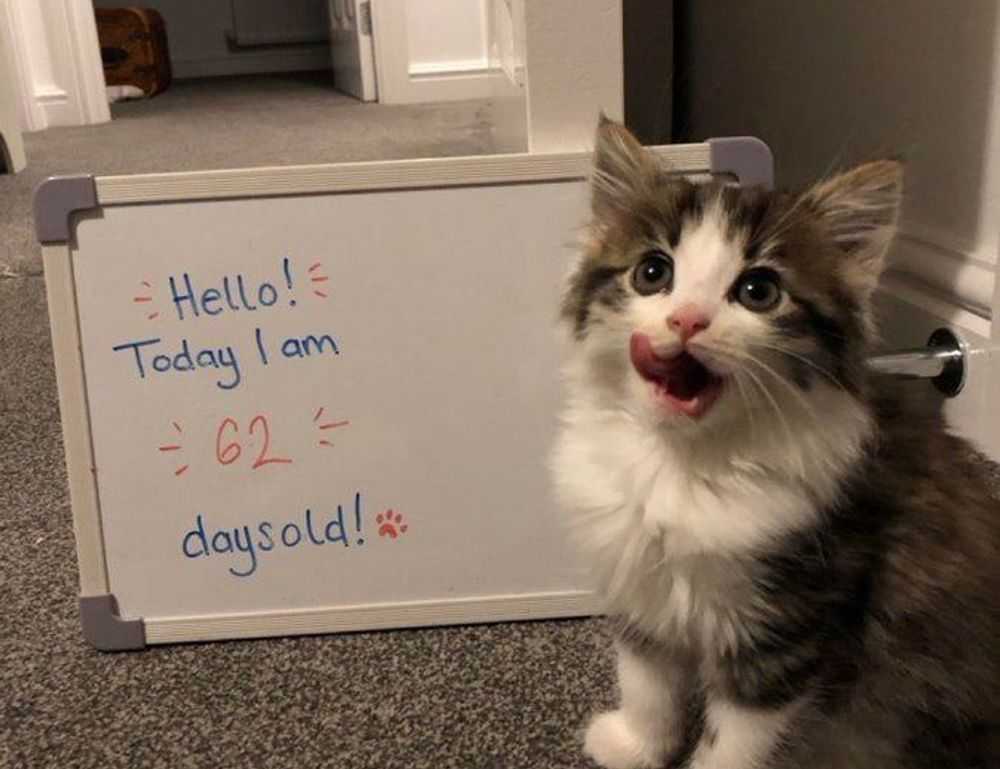 playstation princess of leaks