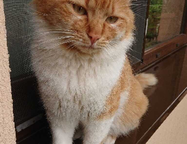 sons of the forest eneba