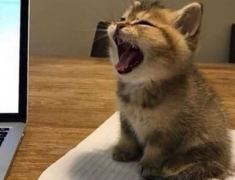 tortas de memes para hombres