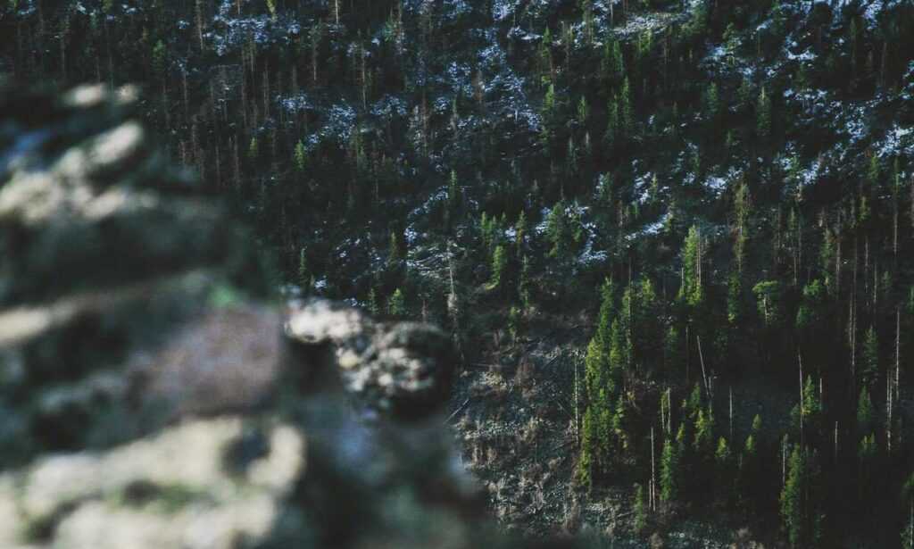 vampiro cartel de cali