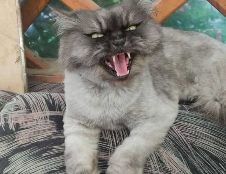 zoolo tv cindy lopez